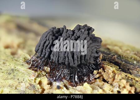 Rohr Schleimpilze, Stemonitis fusca Stockfoto