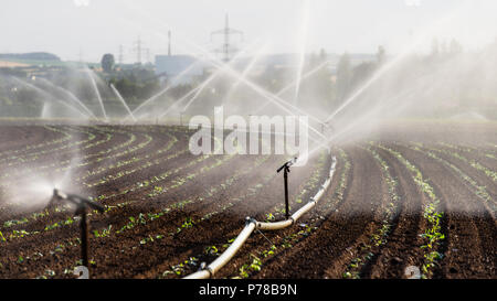 Bewässerung pflanzen in Westdeutschland mit Bewässerungsanlage mit Sprinklern in ein bebautes Feld. Stockfoto