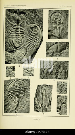 Platte54: Trilobita (holmia und Olenellus) Seite 326 Holmia macer (Walcott) = Mummaspis macer (Walcott, 1913) Olenellus truemani (Walcott) = Fritzolenellus truemani (Walcott, 1913) Olenellus truemani (Walcott) = Olenellus vgl. truemani (Walcott, 1913) Olenellus truemani (Walcott) = Olenellus vgl. truemani (Walcott, 1913) Olenellus truemani (Walcott) = Olenellus vgl. truemani (Walcott, 1913) Olenellus truemani (Walcott) = Fritzolenellus truemani (Walcott, 1913) Olenellus truemani (Walcott) = Olenellus vgl. truemani (Walcott, 1913) Olenellus truemani (Walcott) = Fritzolenellus truemani (Walc zu Gesicht Stockfoto