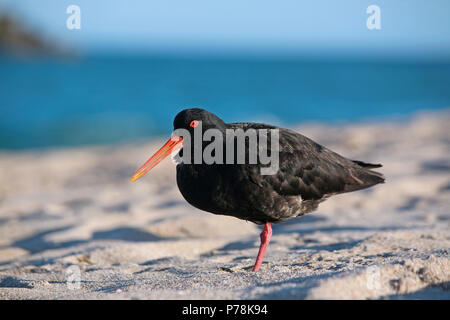 Variable oystercatcher Vogel am Strand auf der Halbinsel Coromandel, Neuseeland Stockfoto