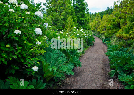 Weg durch die üppige Vegetation auf Sao Miguel, Azoren Stockfoto