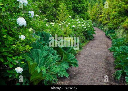 Weg durch die üppige Vegetation auf Sao Miguel, Azoren Stockfoto