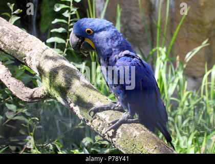 Südamerikanische Hyazinthara (Anodorhynchus hyacinthinus). in Nahaufnahme. Stockfoto