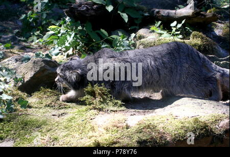 Zentralasiatischen Pallas Cat's oder manul (Otocolobus manul Cat, Felis manul) auf der Pirsch Stockfoto