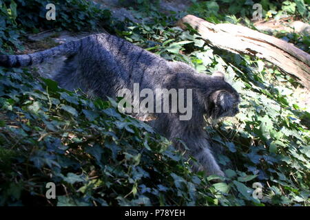 Zentralasiatischen Pallas Cat's oder manul (Otocolobus manul Cat, Felis manul) auf der Pirsch Stockfoto