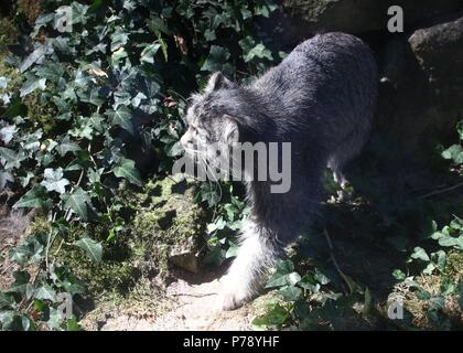 Zentralasiatischen Pallas Cat's oder manul (Otocolobus manul Cat, Felis manul) auf der Pirsch Stockfoto