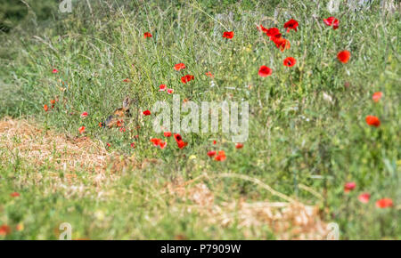 Weibliche Rehe Deckung in einem Gras und mohnfeld. Stockfoto