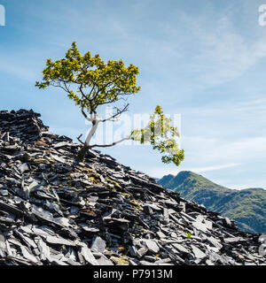 Isolierte Baum stehend auf einem Hang in einem verlassenen Schiefer Steinbruch bei Dinorwic, Llanberis, vor der Kulisse der Snowdonia Bergkette und blauer Himmel Stockfoto