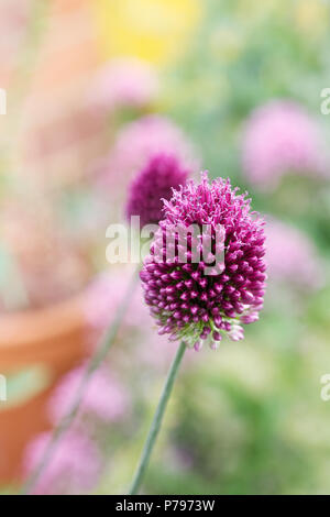 Allium sphaerocephalon Blumen. Stockfoto