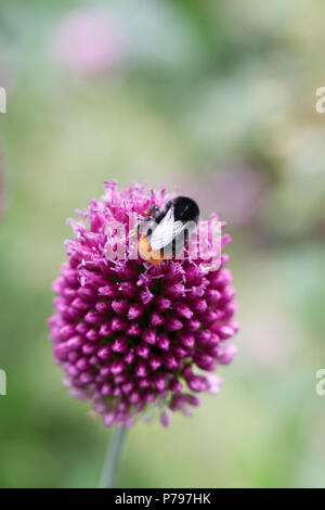 Bombus lapidarius auf Allium sphaerocephalon Blumen. Red tailed Bumblebee. Stockfoto