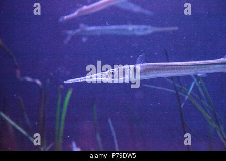 Atlantic needlefish Strongylura Marina ist ein Fisch, oft in Yachthäfen und anderen Salzwasser Stellen, wo es nicht eine starke Strömung gefunden. Stockfoto