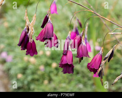 Anhänger rot lila Glocken der Blüte im Angel's South African Angel, Dierama pulcherrimum 'Blackbird' Stockfoto