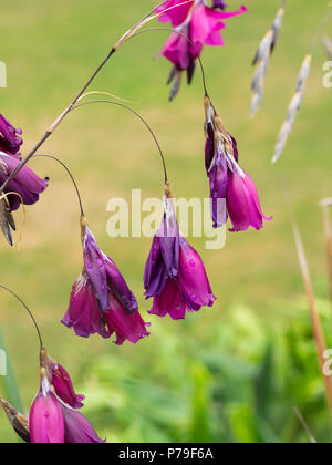 Anhänger rot lila Glocken der Blüte im Angel's South African Angel, Dierama pulcherrimum 'Blackbird' Stockfoto