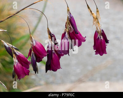 Anhänger rot lila Glocken der Blüte im Angel's South African Angel, Dierama pulcherrimum 'Blackbird' Stockfoto