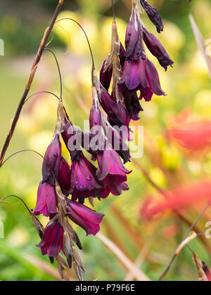 Anhänger rot lila Glocken der Blüte im Angel's South African Angel, Dierama pulcherrimum 'Blackbird' Stockfoto