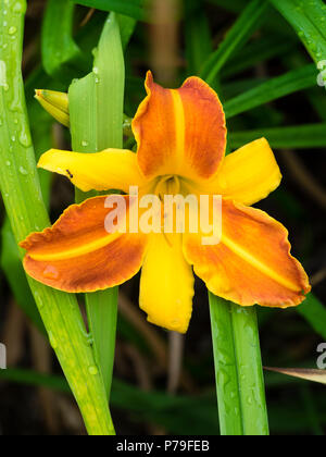 Abwechselnd orange und gelbe Blütenblätter der winterhart, Blüte daylily, Hemerocallis 'Frans Hals' Stockfoto