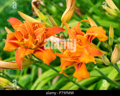 Doppelzimmer mit orangen Blüten der winterhart, Blüte daylily, Hemerocallis fulva 'Kwanso Flore Pleno' Stockfoto