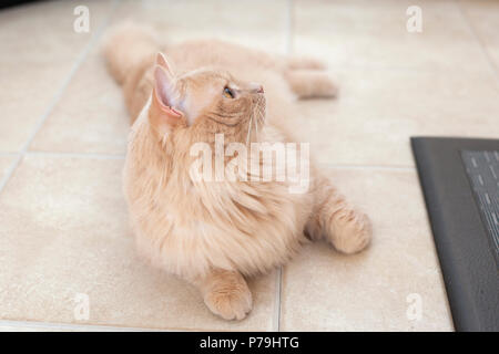 Orange Katze legt auf seiner Seite, Posieren und Entspannung auf einen Fliesenboden Stockfoto