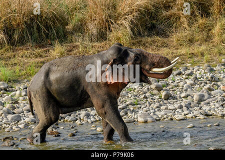 Asiatische wild Tusker/Elefant finden Entlastung durch Abkühlung in der Jim Corbett National Park River während eines heißen Sommers in seinem natürlichen Lebensraum Stockfoto