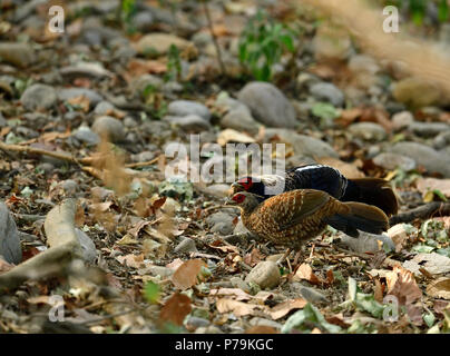 Die kalij Pheasant ist ein Fasan mit roten Augen in Wäldern und Dickichten gefunden, vor allem in den Ausläufern des Himalaya, North Indian Wälder Stockfoto