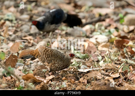 Die kalij Pheasant ist ein Fasan mit roten Augen in Wäldern und Dickichten gefunden, vor allem in den Ausläufern des Himalaya, North Indian Wälder Stockfoto