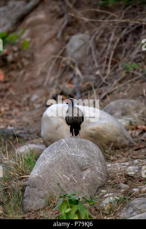 Die kalij Pheasant ist ein Fasan mit roten Augen in Wäldern und Dickichten gefunden, vor allem in den Ausläufern des Himalaya, North Indian Wälder Stockfoto