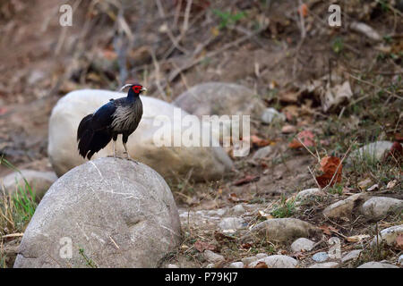 Die kalij Pheasant ist ein Fasan mit roten Augen in Wäldern und Dickichten gefunden, vor allem in den Ausläufern des Himalaya, North Indian Wälder Stockfoto