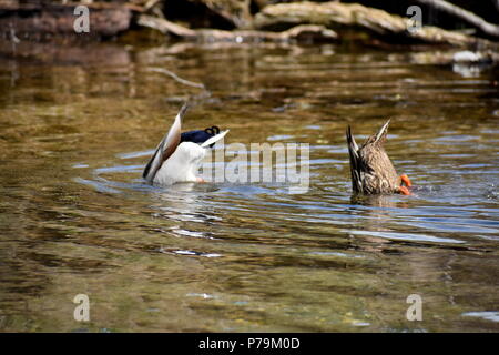 Zwei Enten tauchen Stockfoto