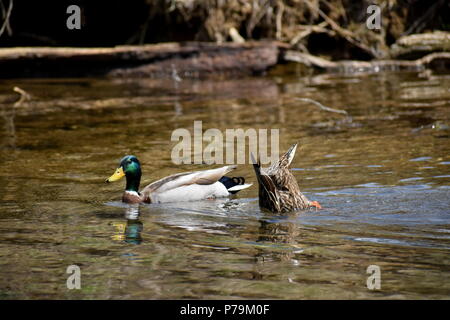 Zwei Enten im See Stockfoto