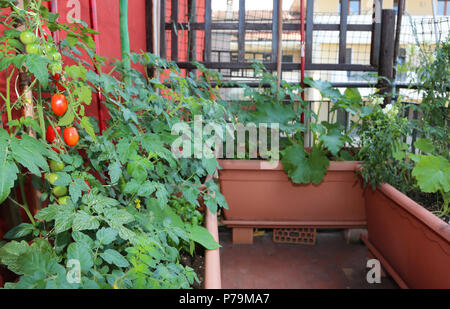 Anbau von Tomaten in den großen Töpfen auf der Terrasse des Hauses in der Stadt Stockfoto