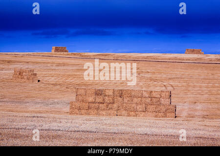 Haystacks in agriculture field Stockfoto