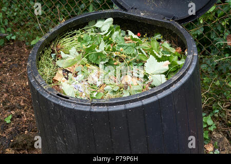 Frisches Grün für Küchen- und Gartenabfälle in einem inländischen Garten Kunststoff schwarz Komposteimer in einem Gemüsegarten, UK. Stockfoto