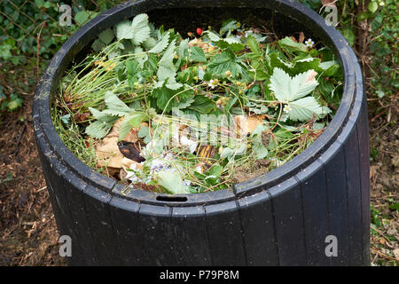Frisches Grün für Küchen- und Gartenabfälle in einem inländischen Garten Kunststoff schwarz Komposteimer in einem Gemüsegarten, UK. Stockfoto