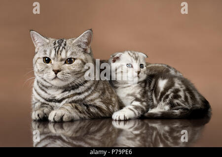 Familie Gruppe von Kätzchen mit Mutter, die Rasse Scottish-fold, auf braunem Hintergrund liegen Stockfoto