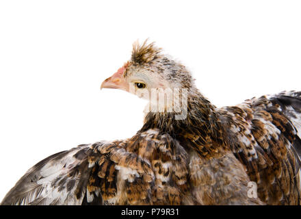 Beute Vogel fliegen, auf weißem Hintergrund, isoliert Stockfoto