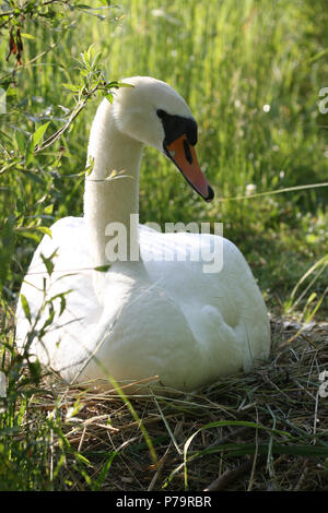 Höckerschwan (Cygnus olor) Zucht auf dem Nest, Allgäu, Bayern, Deutschland Stockfoto