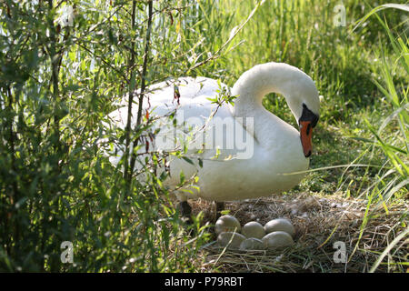 Höckerschwan (Cygnus olor) am Nest mit Eiern, Allgäu, Bayern, Deutschland Stockfoto