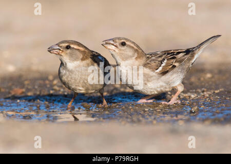Haus Spatzen (Passer domesticus), Weibliche, Trinken, Sartene, Korsika, Frankreich Stockfoto