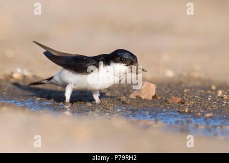 Common house Martin (Delichon urbicum), Kommissionierung bis Ton für Nestbau, Sartene, Korsika, Frankreich Stockfoto