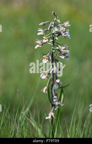 Marsh Helleborine (Epipactis Palustris), Emsland, Niedersachsen, Deutschland Stockfoto