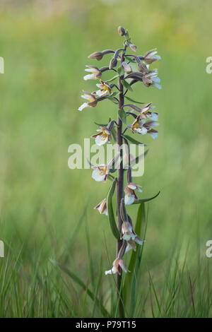 Marsh Helleborine (Epipactis Palustris), Emsland, Niedersachsen, Deutschland Stockfoto