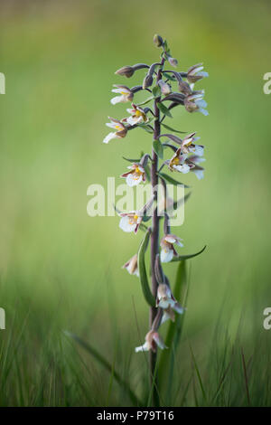 Marsh Helleborine (Epipactis Palustris), Emsland, Niedersachsen, Deutschland Stockfoto