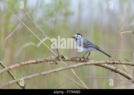 Bachstelze (Motacilla alba) sitzt auf einem Zweig in einem verlassenen Kiesgrube, Sachsen Anhalt, Deutschland Stockfoto