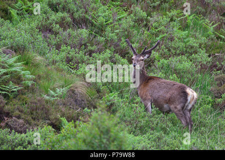 Junge Rothirsch (Cervus elaphus), Bast, Scottish Highlands, Großbritannien Stockfoto