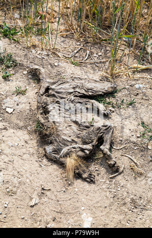 Reste von einem Tier auf den Straßenrand, South Downs National Park, Großbritannien Stockfoto