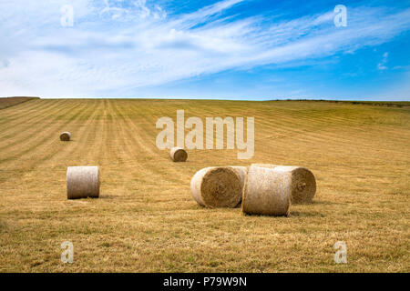 Bis Heuballen auf einem Feld gerollt, South Downs National Park, Großbritannien Stockfoto