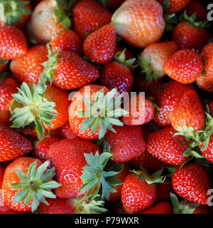 Hintergrund aus frisch geernteten Erdbeeren, frische Erdbeere Hintergrund Stockfoto