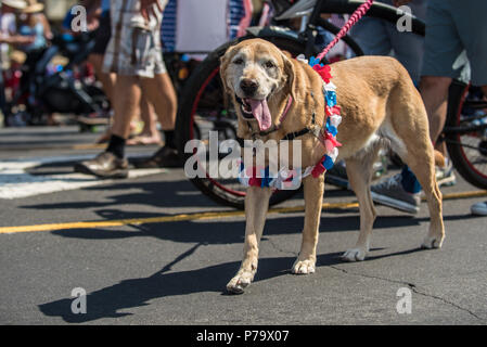 Müde Golden Retriever Hund hängender Zunge aus dem Mund beim Gehen am 4.Juli Parade Route das Tragen der roten, weißen und blauen lei Kostüm. Stockfoto