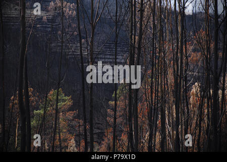 Der Sommer hat in den zentralen Regionen in Portugal und im Winter verabschiedet hat, nach dem zerstörerischen wilfires, dass große Waldgebiete zerstört. Stockfoto