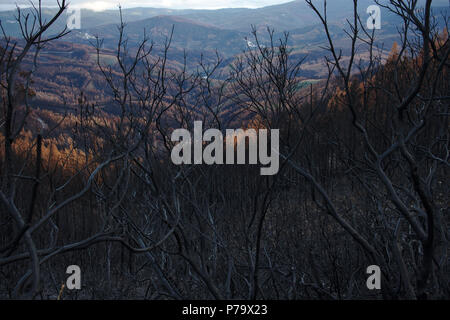 Der Sommer hat in den zentralen Regionen in Portugal und im Winter verabschiedet hat, nach dem zerstörerischen wilfires, dass große Waldgebiete zerstört. Stockfoto